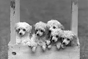 Poodle: FALL/MINI POODLE/GROUP