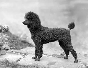 Clipped: FALL/MINI POODLE/MONICA