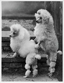 Clipped: FALL/MINI POODLE/PAIR