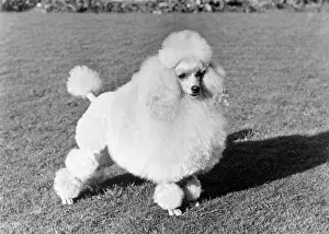 Poodle: FALL/MINI POODLE/PIECE 8