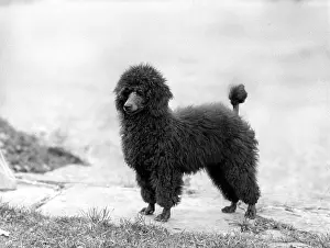 Clipped: FALL/MINI POODLE/RAMA