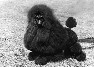 Poodle: FALL/MINI POODLE/ROMAR