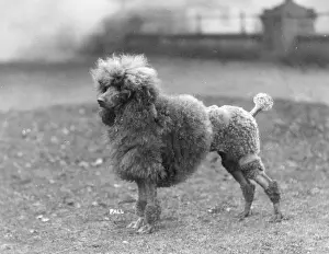 Clipped: FALL/MINI POODLE/SCARLET