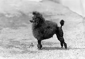 Poodle: FALL/MINI POODLE/SUCHETT