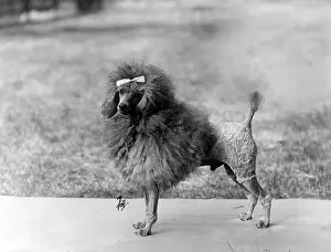 Poodle: FALL/MINI POODLE/VAUGHN