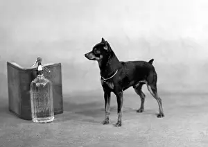 Soda: FALL/MINIATURE PINSCHER