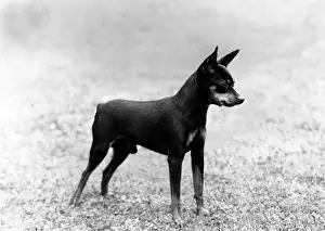 Pinscher: FALL/MINIATURE PINSCHER