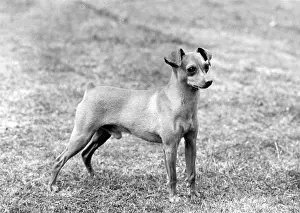 Pinscher: FALL/MINIATURE PINSCHER
