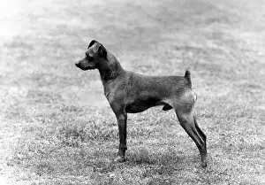 Pinscher: FALL/MINIATURE PINSCHER