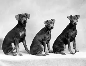 Pinscher: FALL/MINIATURE PINSCHER