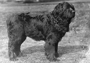 Newfoundland: FALL/NEWFOUNDLAND/1914
