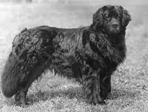 Newfoundland: FALL/NEWFOUNDLAND/1934