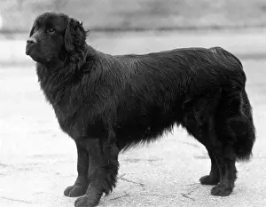 Newfoundland: FALL/NEWFOUNDLAND/1938