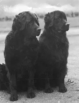 Newfoundland: FALL/NEWFOUNDLAND/1938