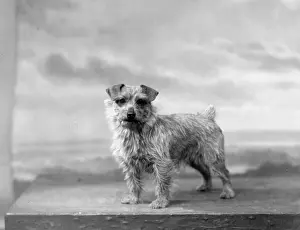 Mainwaring: FALL/NORFOLK TERRIER/34
