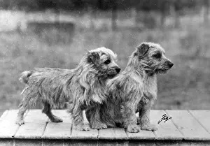 Colonsay: FALL/NORFOLK TERRIER/49