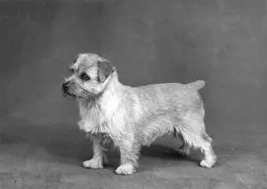 Nimbus: FALL/NORFOLK TERRIER/61