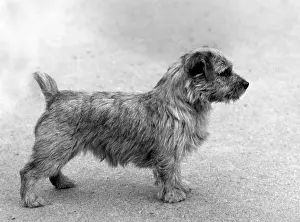 Mouser: FALL/NORFOLK TERRIER/63