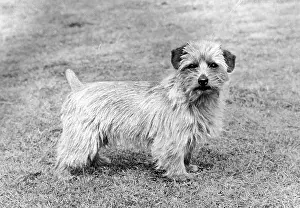 Blandford: FALL/NORFOLK TERRIER/72
