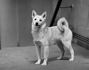 Hollow: FALL/NORWEGIAN BUHUND/48