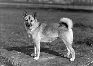 Binkie: FALL/NORWEGIAN BUHUND/56