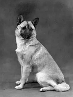 Cora: FALL/NORWEGIAN BUHUND/60