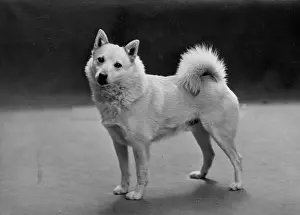 Buhund: Fall/Norwegian Buhund Ryfjelds Truls