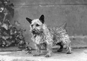 Norwich: FALL/NORWICH TERRIER/38