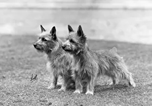 Herb: FALL/NORWICH TERRIER/46