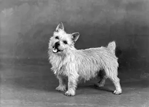 Belonging: FALL/NORWICH TERRIER/47