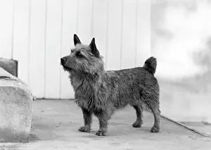 Jericho: FALL/NORWICH TERRIER/53