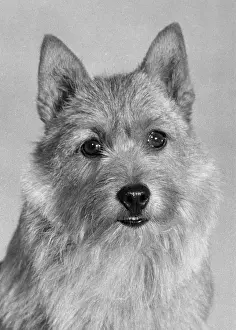 Honey: FALL/NORWICH TERRIER/72