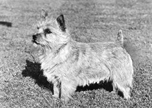 Norwich: FALL/NORWICH TERRIER/73