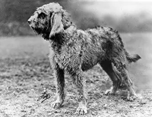 Otter: Fall - Otter Hound - 1934