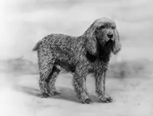 Otter: Fall - Otter Hound - 1934