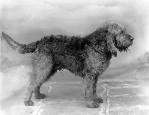 Otter: FALL/OTTER HOUND/1936