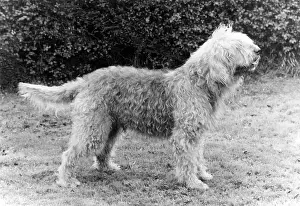 Owners: FALL/OTTER HOUND/1983
