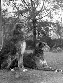 Deerhound: FALL/PAIR OF DEERHOUNDS