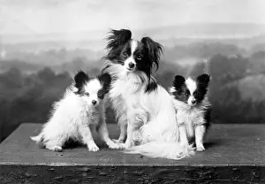 Agate: FALL/PAPILLON/1935