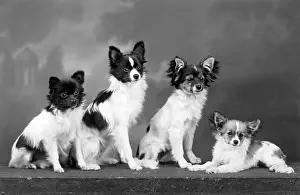 Papillons: FALL/PAPILLON/1938