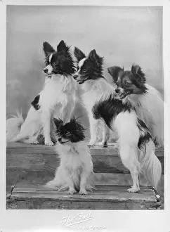 Papillons: FALL/PAPILLON/1939