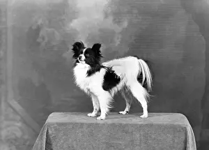 Cooke: FALL/PAPILLON/1949