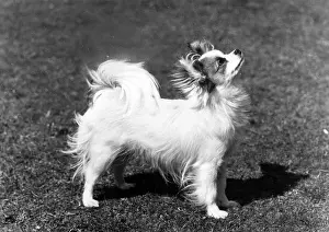 Papillon: FALL/PAPILLON/1965