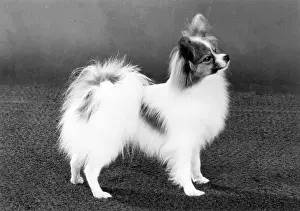 Owners: FALL/PAPILLON/1984