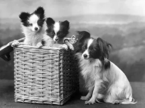 Agate: FALL/PAPILLON/BASKET