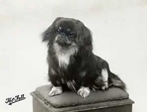 Pekingese: FALL/PEKINGESE/1910