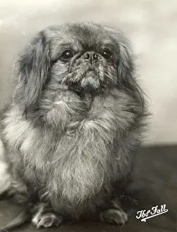Pekingese: FALL/PEKINGESE/1912