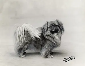Nanking: FALL/PEKINGESE/1912