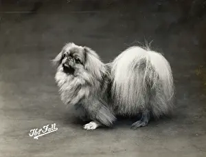 Pekingese: FALL/PEKINGESE/1914