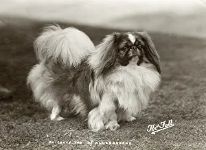 Alderbourne: FALL/PEKINGESE/1919/20